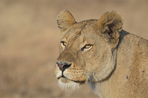 Lioness - Serengeti